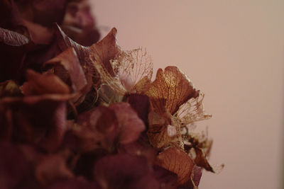 Close-up of autumn leaves