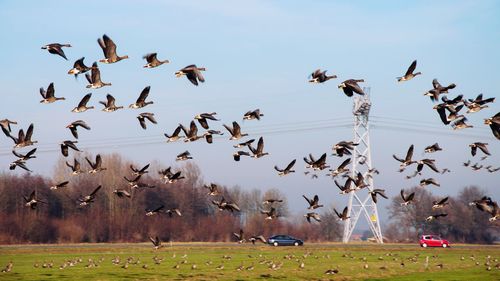 Birds flying over field against sky