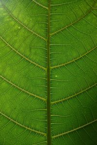 Full frame shot of green leaves