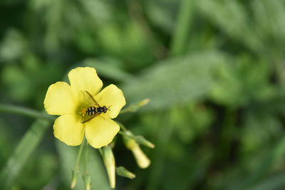 Close-up of insect on yellow flower