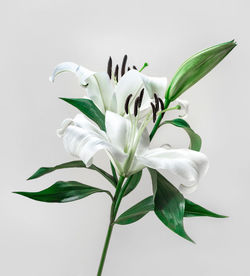 Close-up of white flowering plant