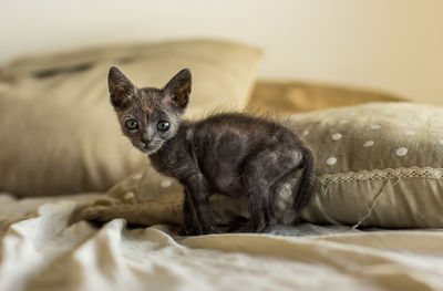 Portrait of cat relaxing on bed