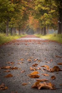 Autumn leaves on road