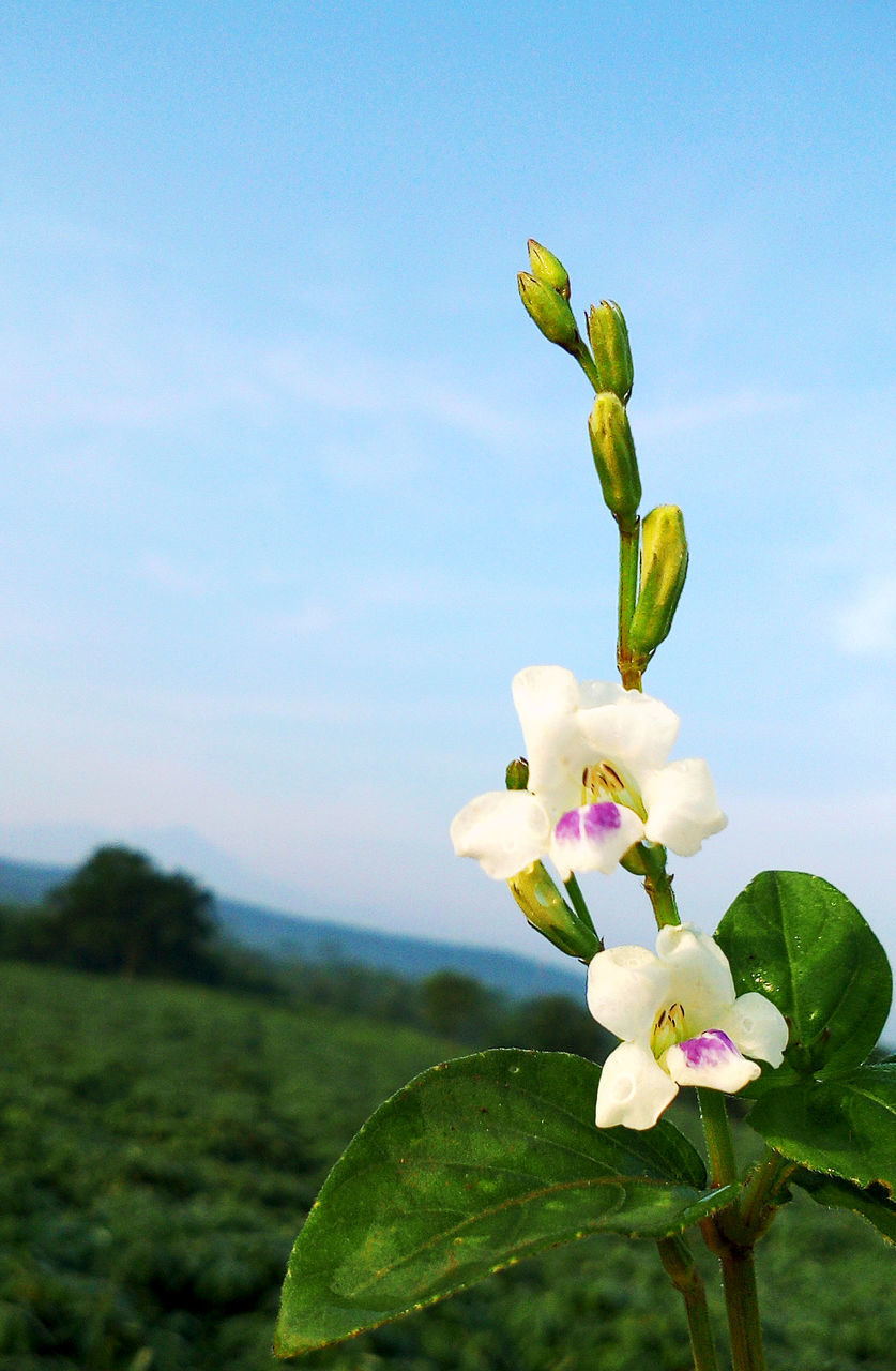 CLOSE-UP OF PINK FLOWER AGAINST SKY