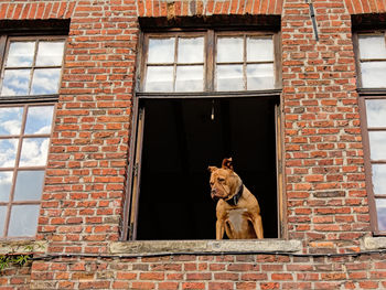 View of dog against brick wall of building