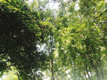 Low angle view of trees in forest