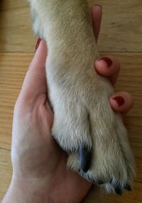 Close-up of hand touching cat