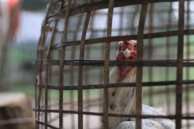 View of bird in cage