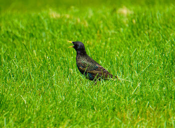 Bird perching on grass