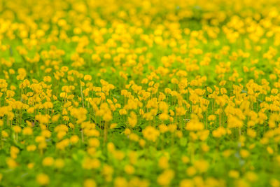 Close-up of yellow flowering plants on field