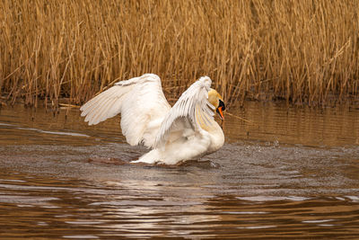 Swan swimming in lake