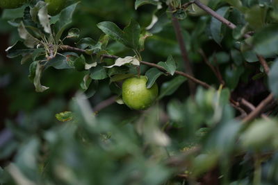 Close-up of fruit on tree