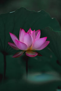 Close-up of pink water lily in lake