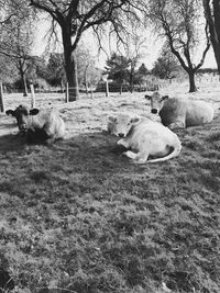 Sheep on grass against sky