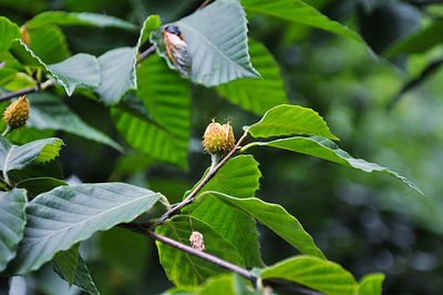 Close-up of butterfly pollinating on flower