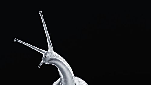 Close-up of over black background