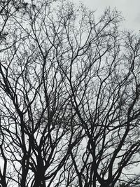 Low angle view of silhouette bare tree against sky