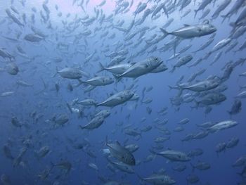 Fish swimming in sea