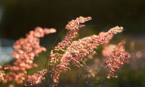 Close-up of flowering plant on field