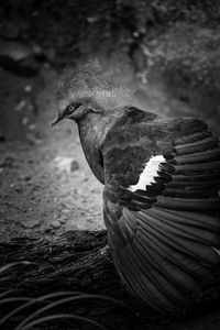 Close-up of a bird looking away