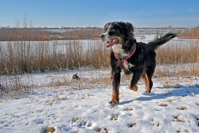 Dog standing on snow covered land