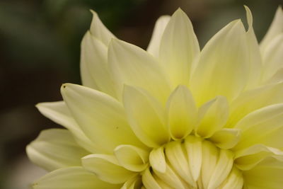 Close-up of white dahlia