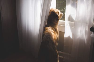 Rear view of dog standing against window