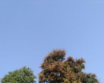 Low angle view of trees against blue sky
