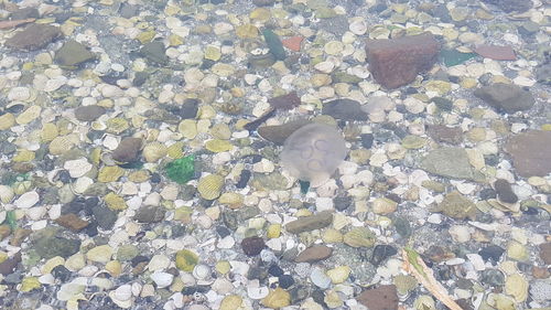 High angle view of white flowers floating on water