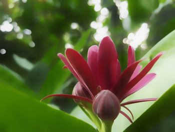 Close-up of pink flowering plant