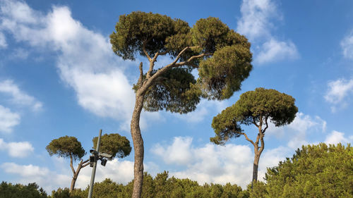 Low angle view of trees against sky