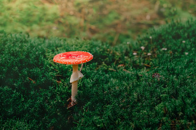 Close-up of fly agaric mushroom on field