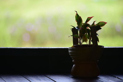 Close-up of potted plant on table