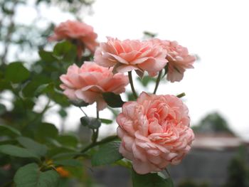 Close-up of pink roses