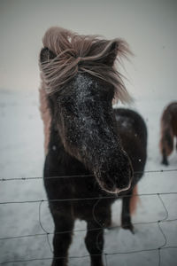 Close-up of a horse