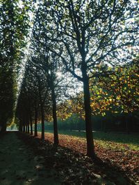 Trees in park during autumn