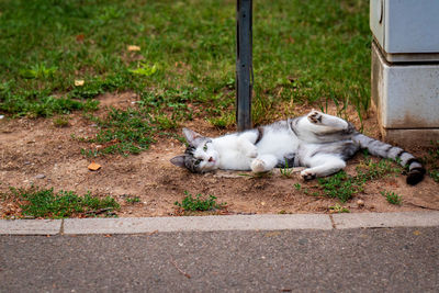 White cat lying on footpath