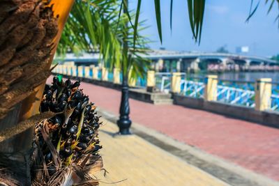 View of palm trees