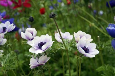 Close-up of purple flowers blooming outdoors