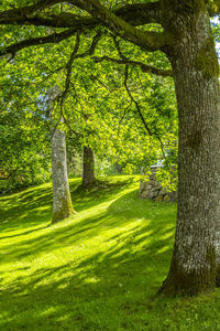 Trees on grassy field