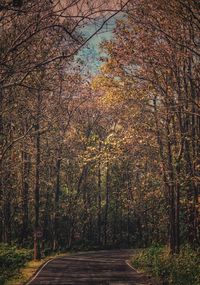 Road amidst trees in forest during autumn