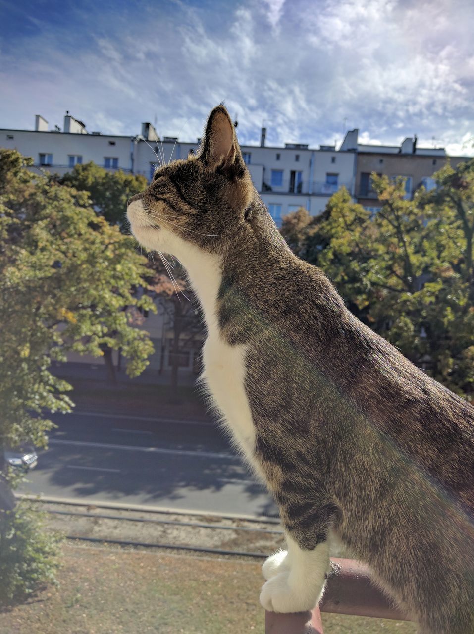 architecture, building exterior, built structure, animal themes, mammal, sky, cloud, outdoors, domestic animals, day, cloud - sky, town