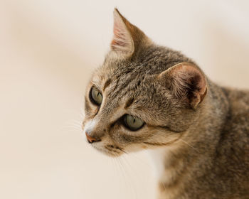 Close-up of cat against white background