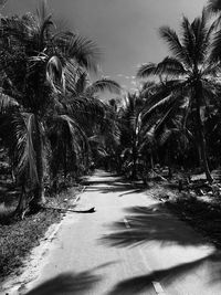 Road along trees