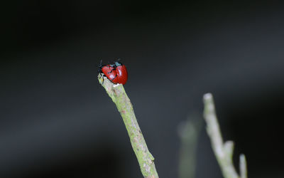 Close-up of ladybug on leaf