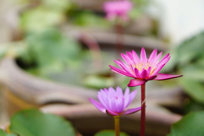 Close-up of pink lotus blooming outdoors