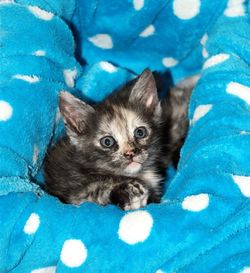 High angle portrait of cat on blue kitten