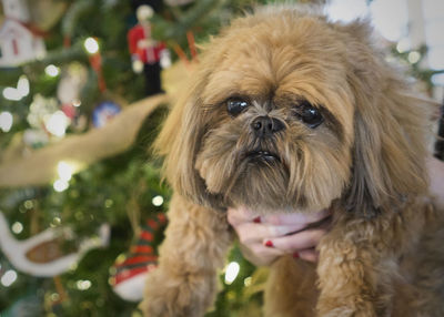 Close-up of dog by christmas tree