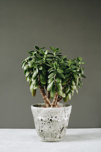 Close-up of potted plant on table against white background