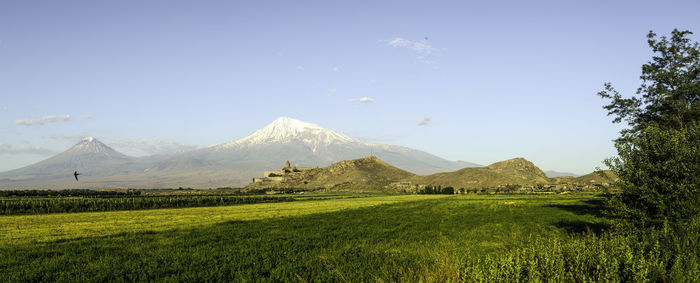 Scenic view of field against clear sky